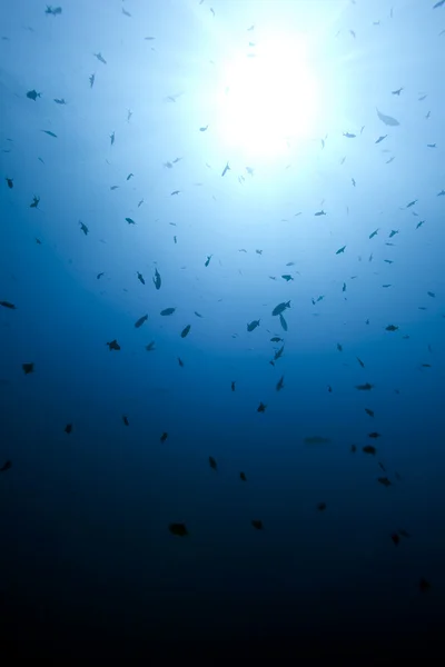 Oceano e peixes — Fotografia de Stock
