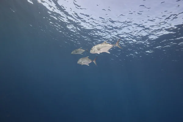 Гигантский Тревалли и океан — стоковое фото