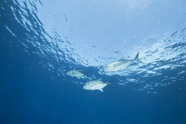 Giant trevally and ocean — Stock Photo, Image