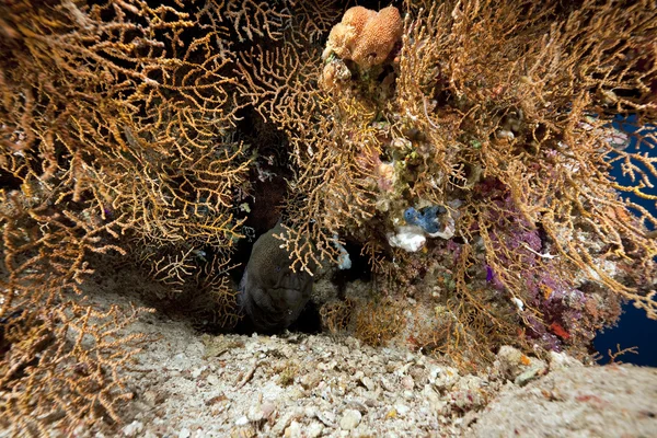 Moray gigante e coral — Fotografia de Stock