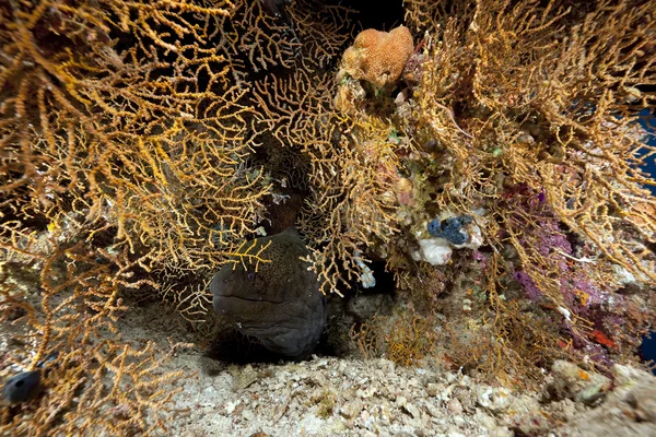 Moray olbrzymi i koralowiec — Zdjęcie stockowe