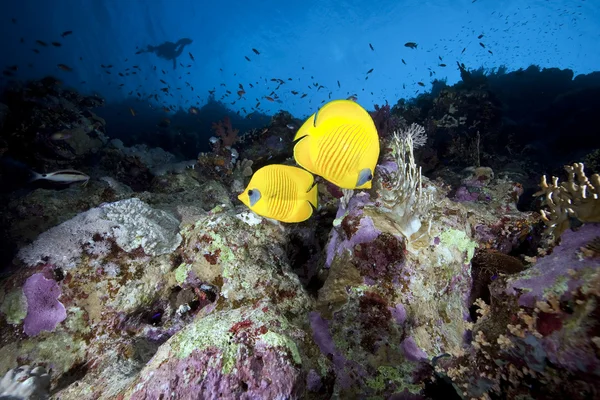 Butterflyfish , coral and ocean — Stock Photo, Image