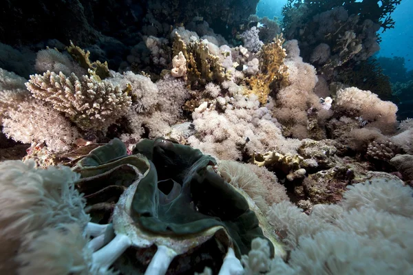 Гигантский моллюск, океан и коралл — стоковое фото