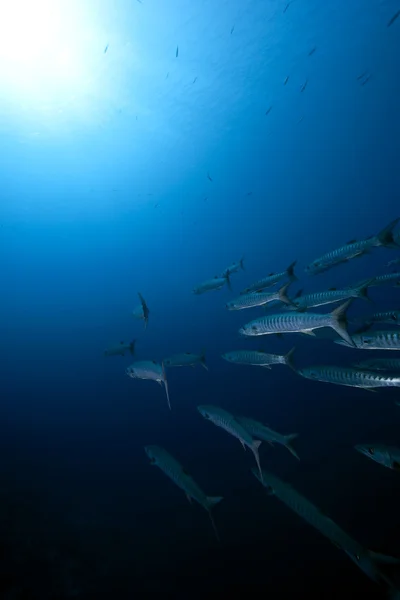 Barracuda Blackfin e oceano — Fotografia de Stock
