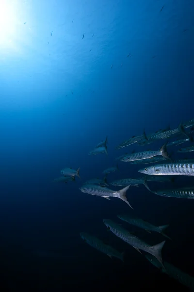 Blackfin barracuda en Oceaan — Stockfoto