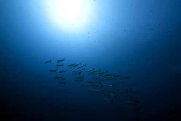 Blackfin barracuda dan laut — Stok Foto