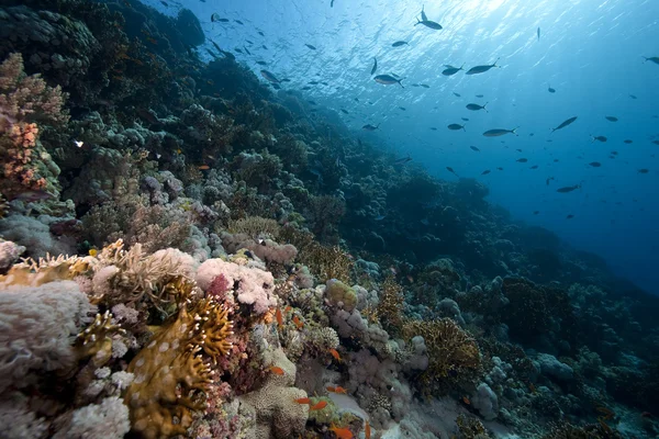 Oceaan, koraal en vissen — Stockfoto