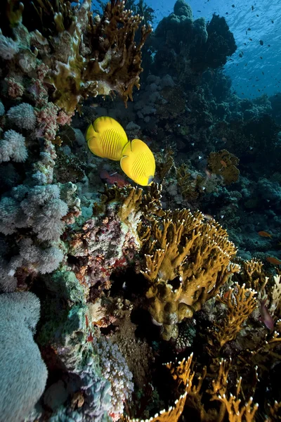 チョウチョウウオ科、サンゴと海 — ストック写真