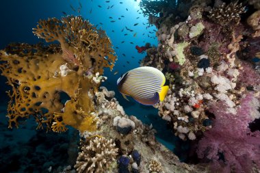 İmparator angelfish ve okyanus