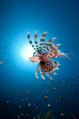 lionfish, deniz ve güneş