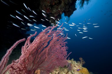 Okyanus, balık ve mercan.