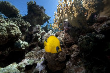 butterflyfish, okyanus ve mercan