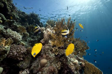 butterflyfish, okyanus ve mercan