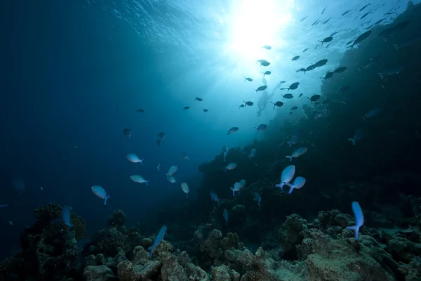 Oceano, peixe e coral — Fotografia de Stock