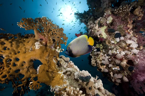 Emperador angelfish y océano —  Fotos de Stock