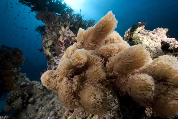 Océano, peces y coral —  Fotos de Stock