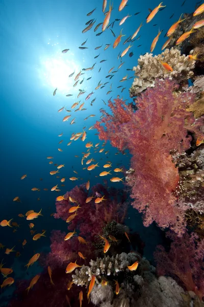 Okyanus, balık ve mercan. — Stok fotoğraf