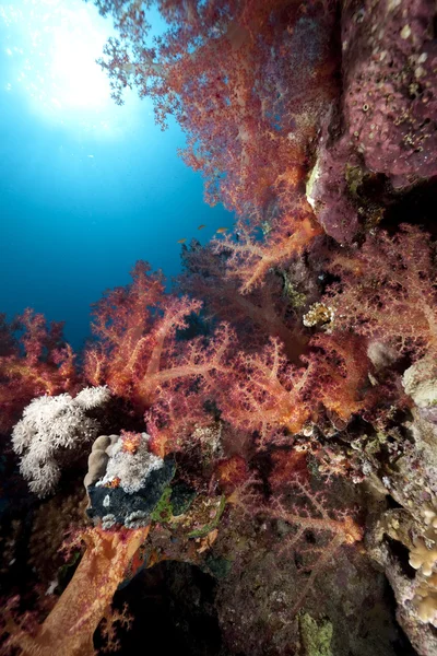 Océan, poissons et coraux — Photo