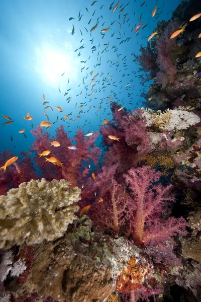 Океану, риба і коралові — стокове фото