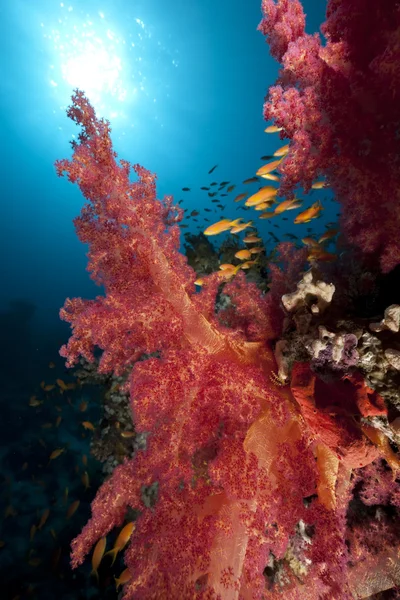 Oceaan, vis en koraal — Stockfoto