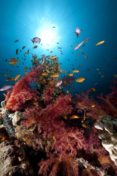 Océan, poissons et coraux — Photo