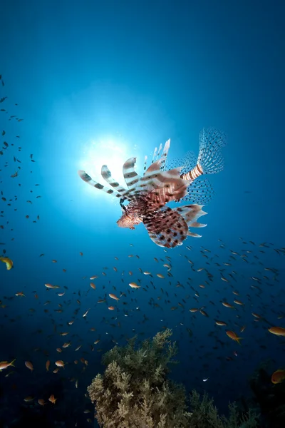 Lionfish, az óceán és a nap — Stock Fotó