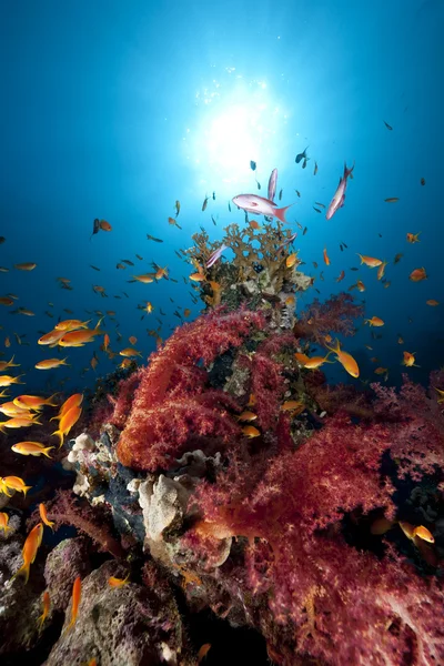 Okyanus, balık ve mercan. — Stok fotoğraf