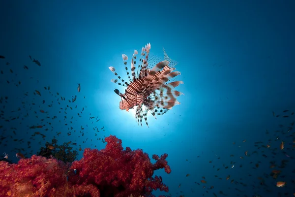 Lionfish, океан і сонце — стокове фото