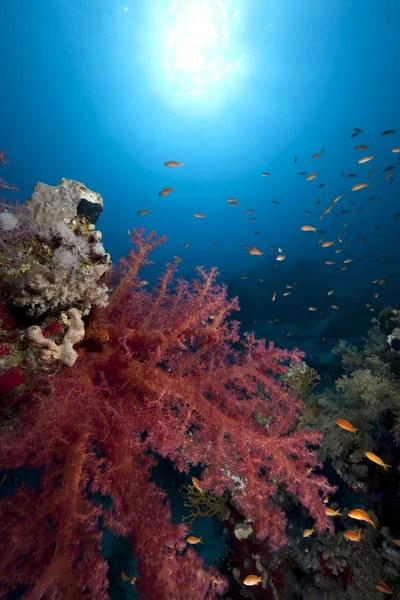 Ocean,fish and coral — Stock Photo, Image