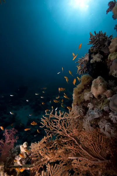 Hav, fisk och korall — Stockfoto