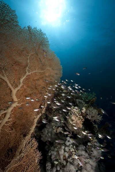 stock image Seafan, ocean and fish