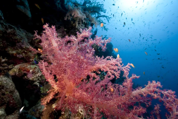 Océano, peces y coral — Foto de Stock