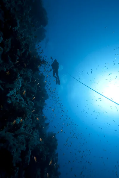 Dykare, fiskar och koraller — Stockfoto