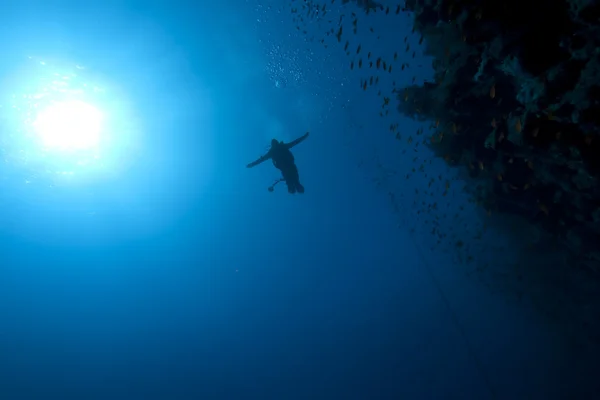 Дайвер, рыба и кораллы — стоковое фото
