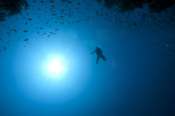 Дайвер, рыба и кораллы — стоковое фото