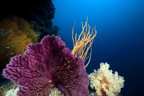 海洋、鱼类和珊瑚 — 图库照片