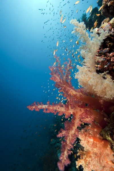 바다, 물고기 및 산호 — 스톡 사진
