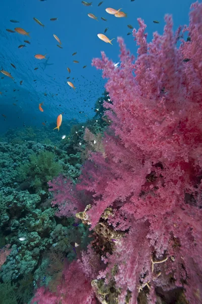 Океан, рыба и кораллы — стоковое фото