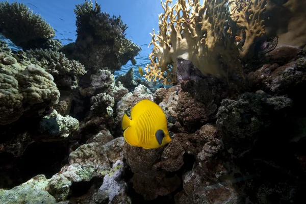 Pesci farfalla, oceano e corallo — Foto Stock