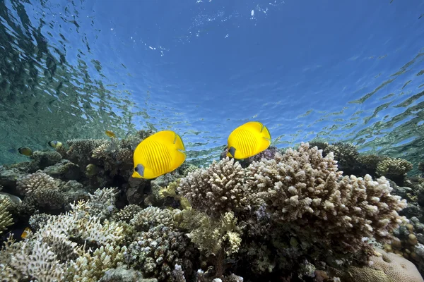 Бабочки, океан и кораллы — стоковое фото