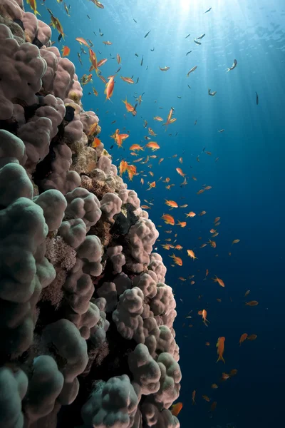 바다, 물고기 및 산호 — 스톡 사진