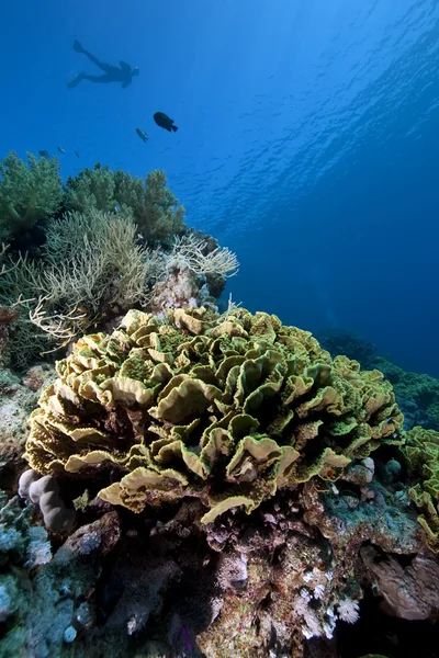 Mergulhador, peixe e coral — Fotografia de Stock