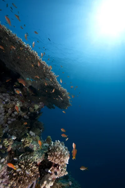 Oceán, ryby a korály — Stock fotografie