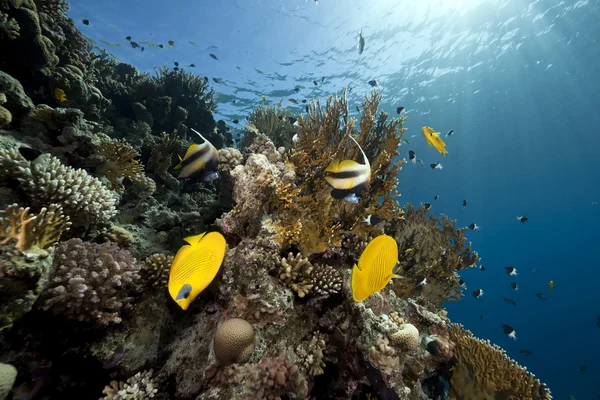 Butterflyfish, oceano e coral — Fotografia de Stock