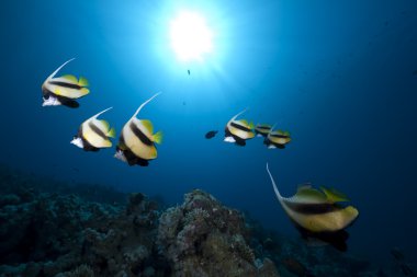 bannerfish, okyanus ve mercan