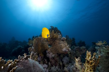 butterflyfish, okyanus ve mercan