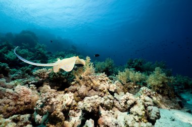 bluespotted stingray ve kırmızı deniz mercan.