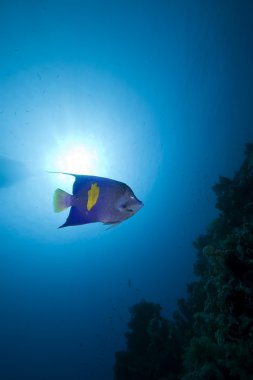 Yellowbar angelfish in the Red Sea. clipart