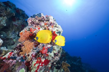 butterflyfish kızıl denizi.