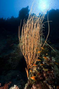 Coral red Sea kırbaç.